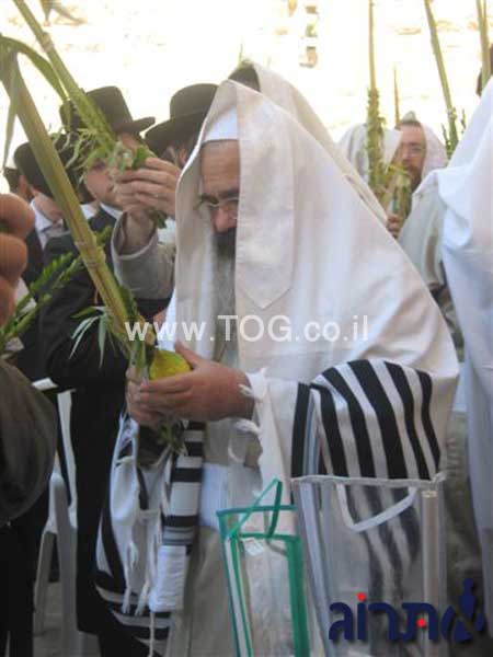 Yossi Shechter-Etrog